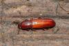 Corticeus unicolor